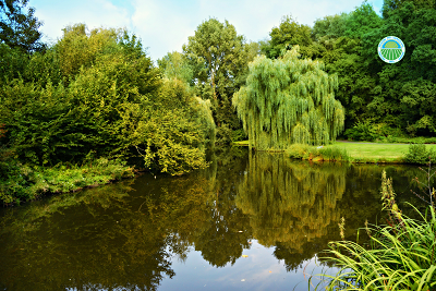 Laghetto grande e natura