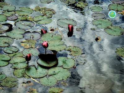 Plantes d'étang esterno