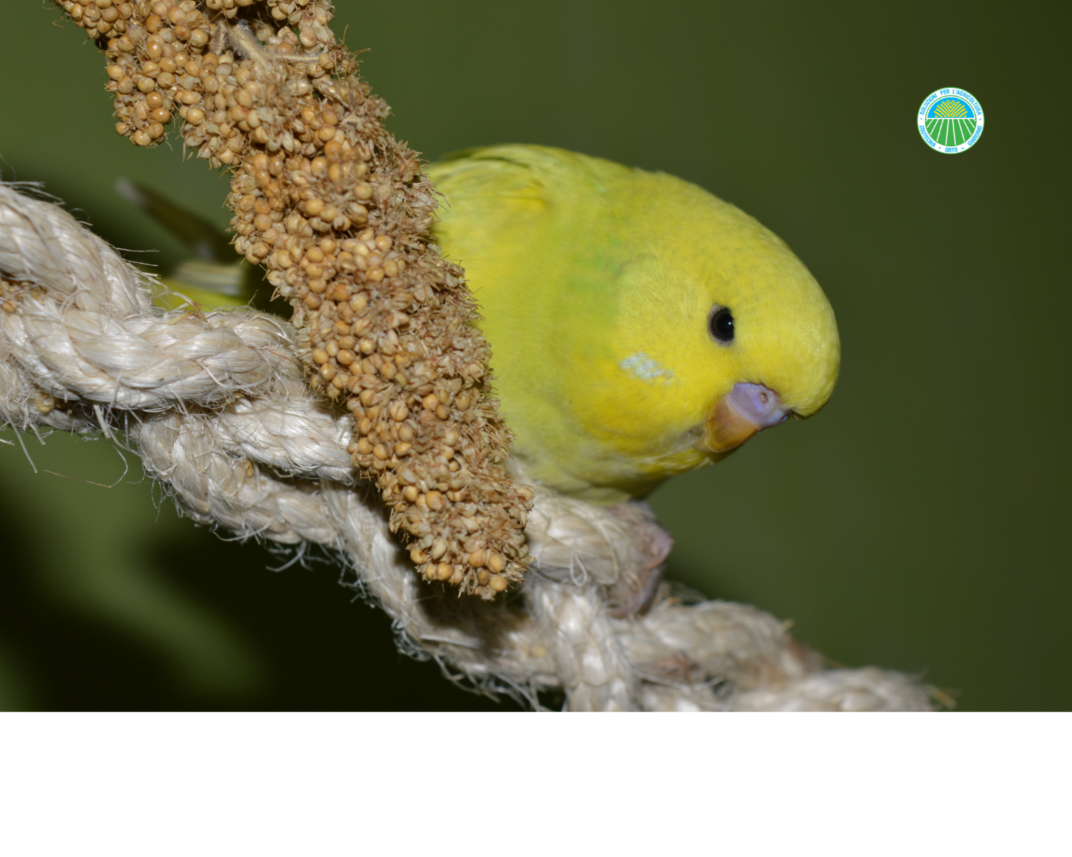 Collations pour oiseaux canarini